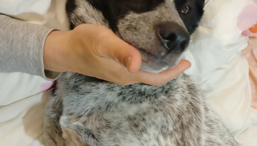 保護犬ふぅちゃん、2025年最後の投稿