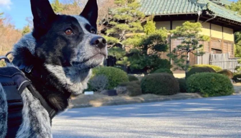保護犬ふぅちゃん、蒲郡の竹島とカピバラの赤ちゃん