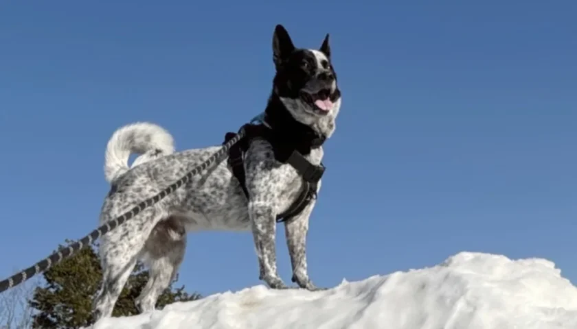 保護犬ふぅちゃん、茶臼山の雪と稲武の氷瀑