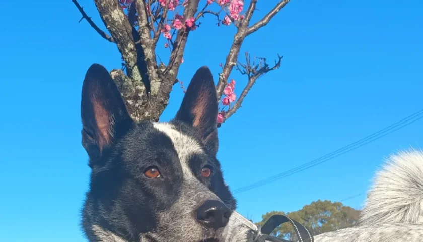 保護犬ふぅちゃん、梅の花と干上がった池