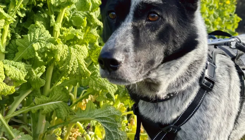 保護犬ふぅちゃん、春を求めたけど寒かった海
