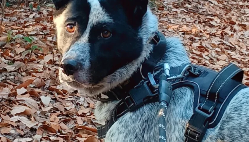 保護犬ふぅちゃん、土の匂いを嗅ぎすぎ