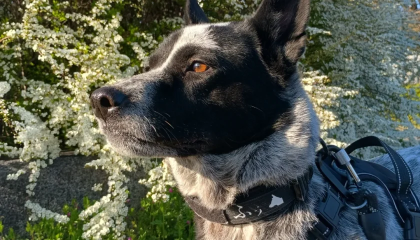 保護犬ふぅちゃん、白木蓮の公園