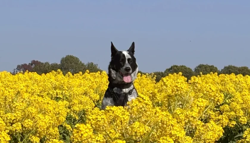 保護犬ふぅちゃん、菜の花と梅と白いモモンガ