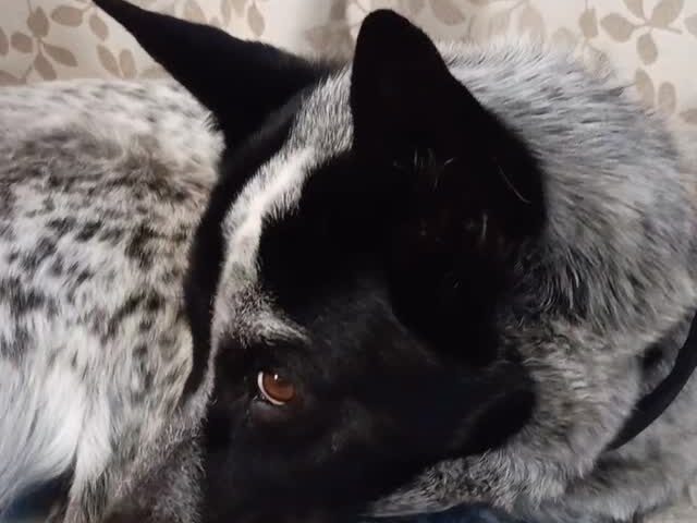保護犬ふぅちゃん、神だった頃を思い出す？【動画】