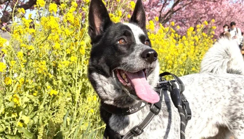 保護犬ふぅちゃん、免々田川の河津桜と菜の花