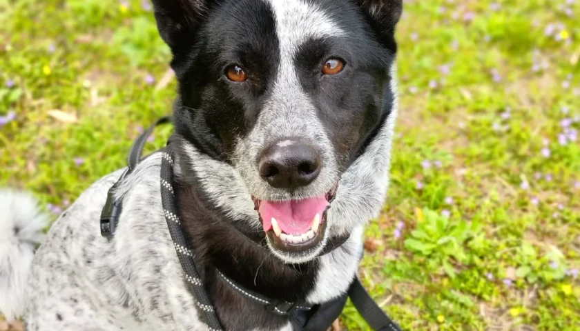 保護犬ふぅちゃん、道を間違えた先のタンポポの丘