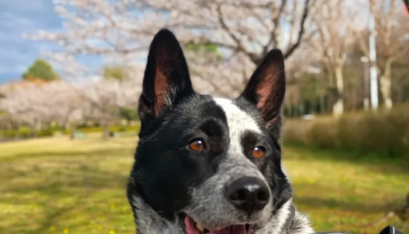保護犬ふぅちゃん、ついに桜が咲きました