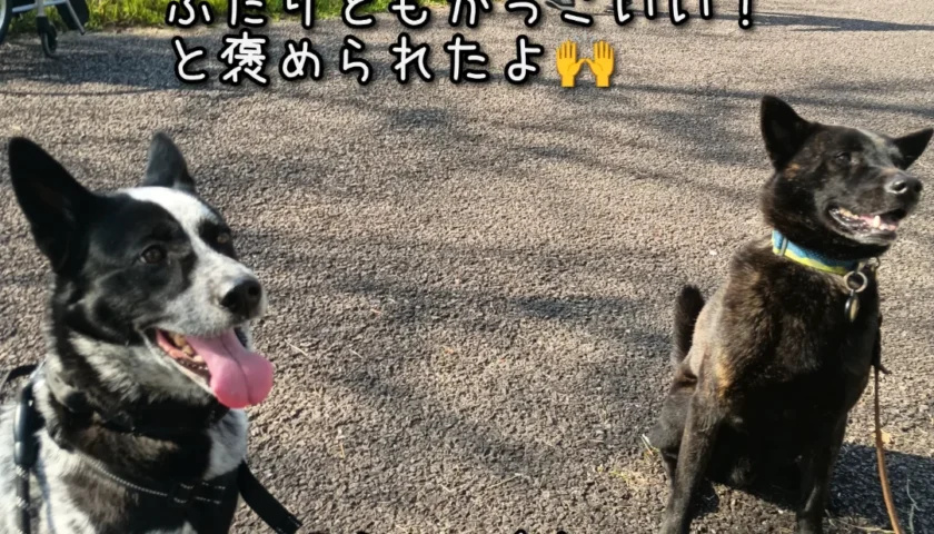 保護犬ふぅちゃん、桜の公園で甲斐犬のマシューくんと
