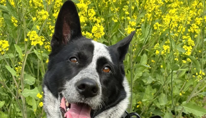 保護犬ふぅちゃん、知多半島の菜の花と大木の桜