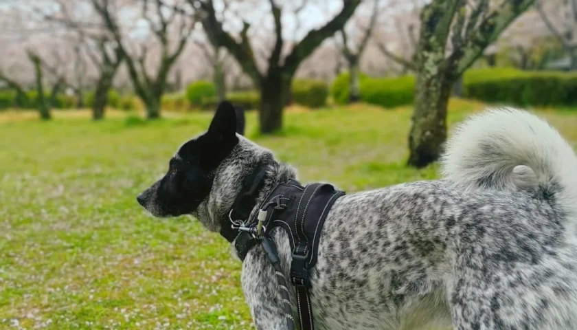 保護犬ふぅちゃん、雨に濡れた桜