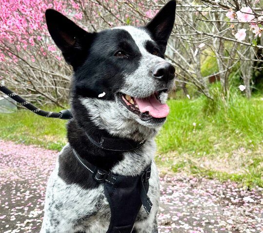 保護犬ふぅちゃん、散りゆく桜と【動画】