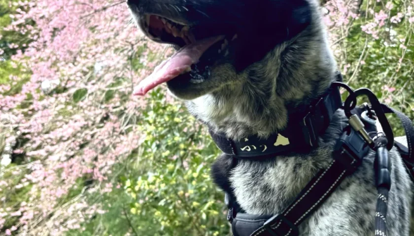 保護犬ふぅちゃん、瑞龍寺のしだれ桜とバーベキュー