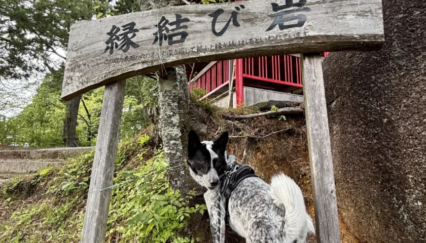 保護犬ふぅちゃん、縁結び岩の山と藤の回廊