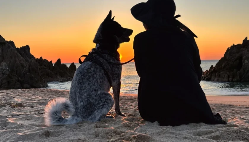 保護犬ふぅちゃん、敦賀の夕日と私を守ってくれた日