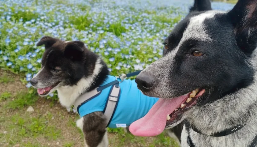 保護犬ふぅちゃん、はるくんとモリコロパークで再会
