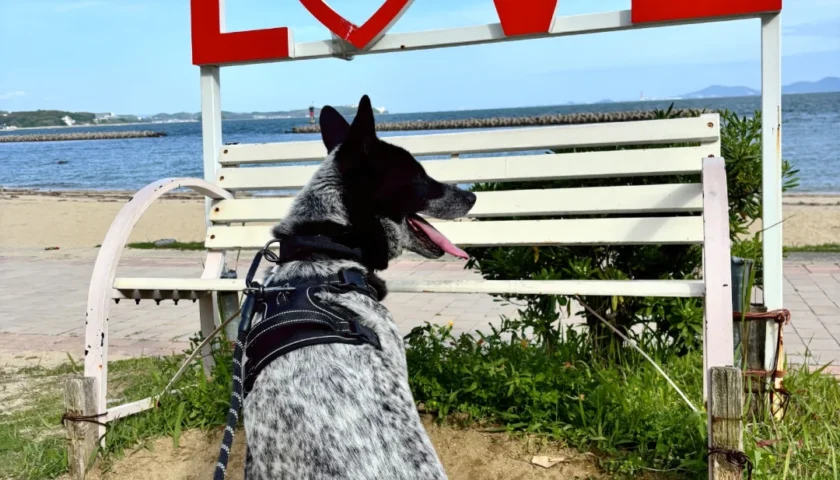 保護犬ふぅちゃん、吉良海岸でLOVE