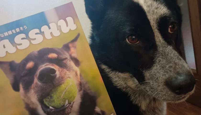 保護犬ふぅちゃん、雑誌「ZASSHU」に掲載