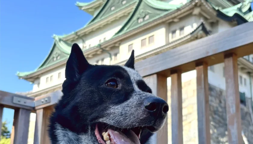 保護犬ふぅちゃん、名古屋城とペットセーバー講習