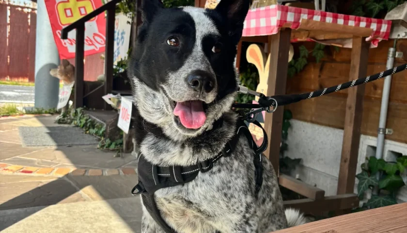 保護犬ふぅちゃん、五平餅の匂いでキラキラ笑顔