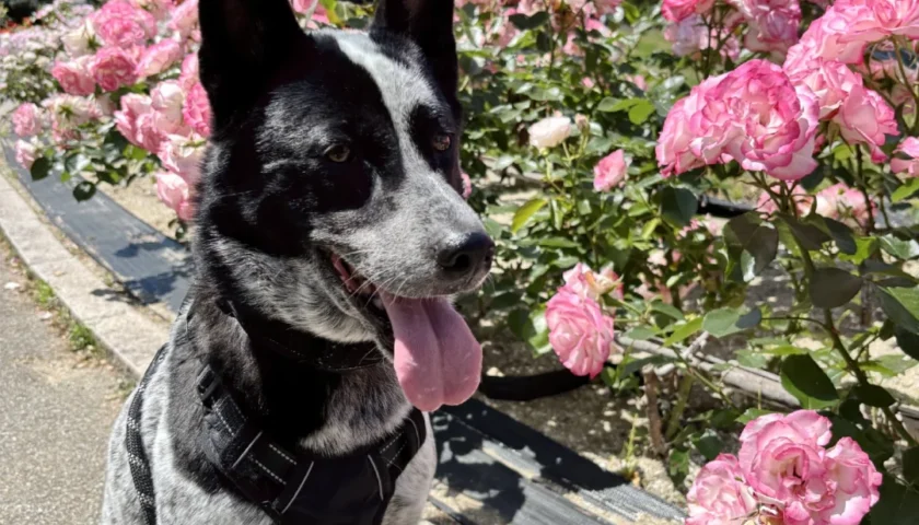 保護犬ふぅちゃん、満開のミササガパークのバラ