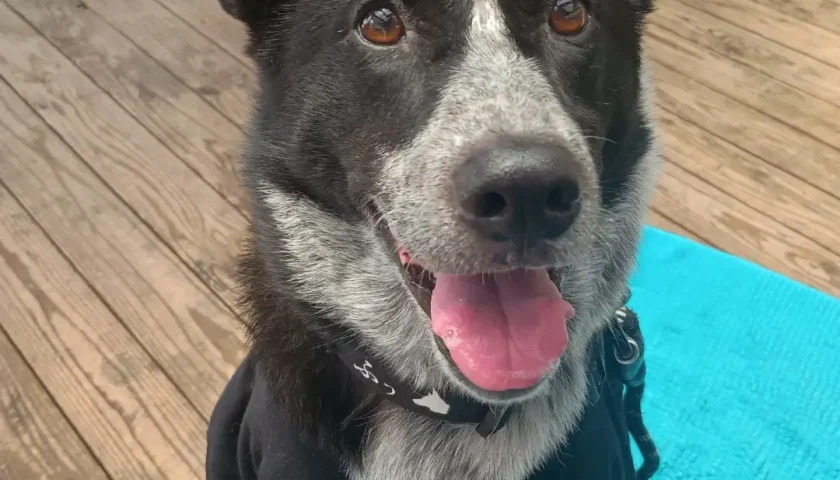保護犬ふぅちゃん、浜松のお気に入り2店へ