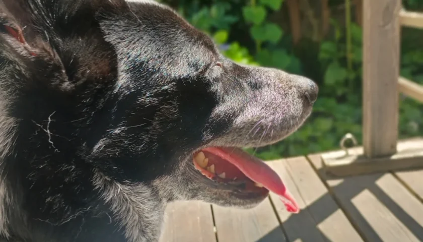 保護犬ふぅちゃん、暑い日はお部屋で