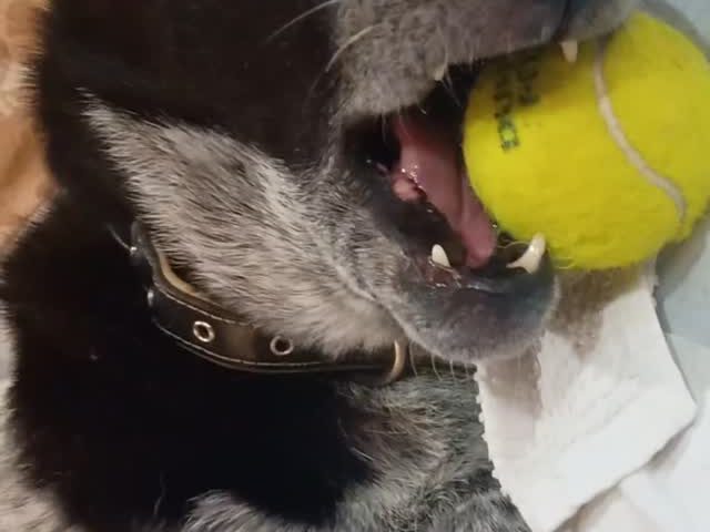 保護犬ふぅちゃん、寝ながらボールカミカミ【動画】