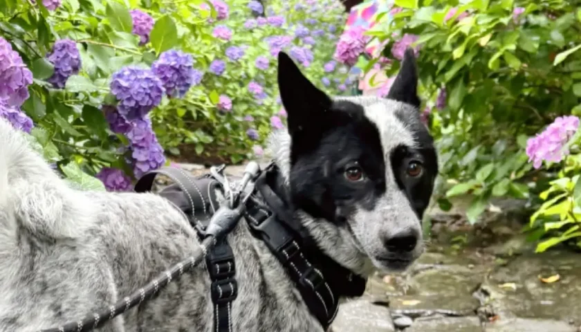 保護犬ふぅちゃん、雨の本光寺で紫陽花
