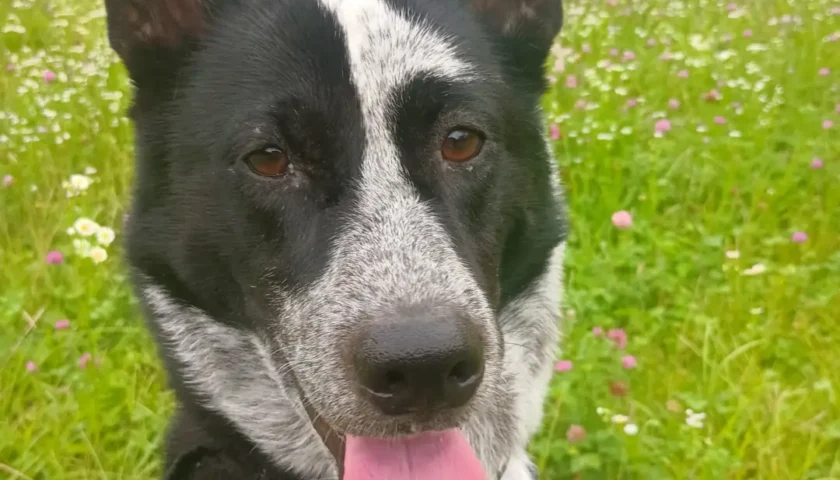 保護犬ふぅちゃん、草ボーボーのお花畑と換毛期