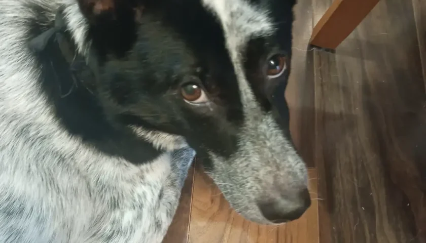 保護犬ふぅちゃん、七夕のお願いごと