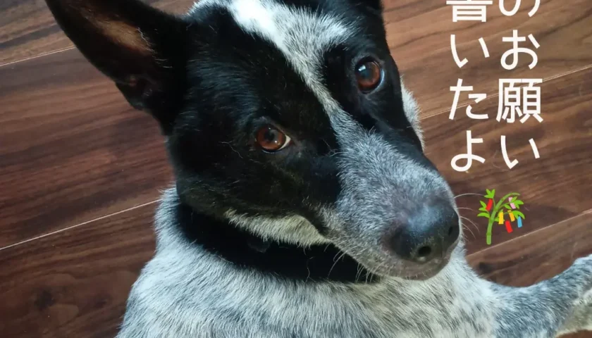 保護犬ふぅちゃん、みんなのお願いごとを短冊に