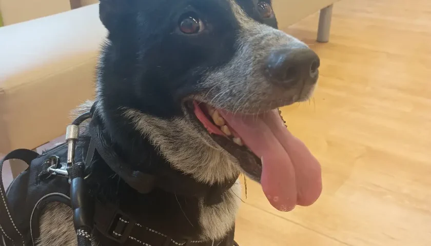 保護犬ふぅちゃん、嘔吐で日曜日の病院へ
