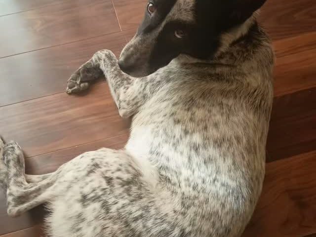保護犬ふぅちゃん、悪気はないのわかってる【動画】
