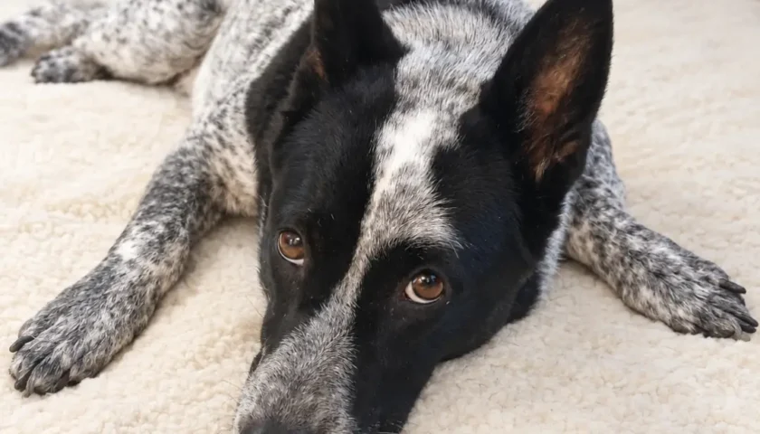 雷が怖くて保護犬ふぅちゃん、ついに未踏の2階へ！多治見ではそっくり柄のヤギさんに遭遇