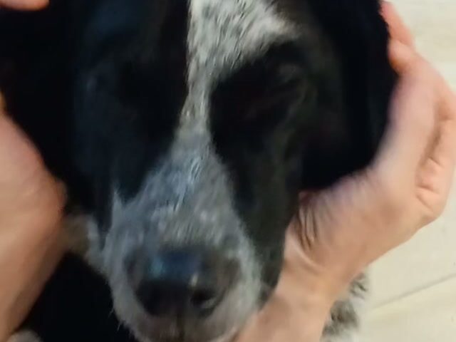 保護犬ふぅちゃん、お顔マッサージでうっとり半分寝顔♪お触り放題タイム