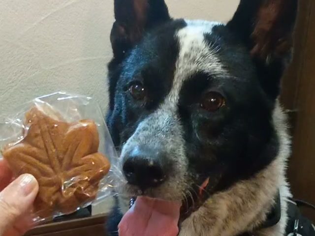 保護犬ふぅちゃん、わんちゃん用もみじまんじゅうをもらって夢中でモグモグ♪