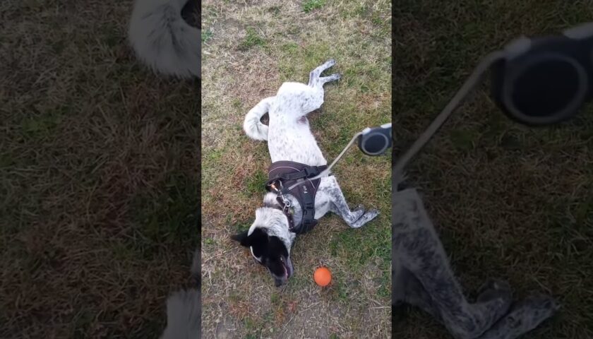 愛犬とおさんぽ！　保護犬ふぅちゃんと楽しいお散歩