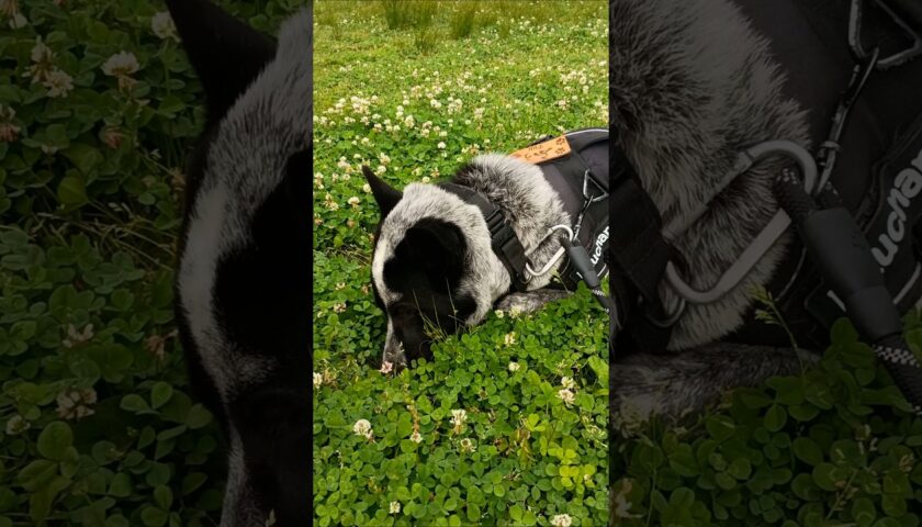 保護犬ふぅちゃん、クローバー畑で匂いを嗅ぐのに夢中
