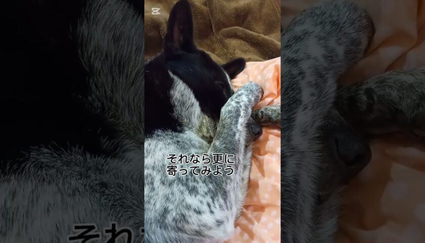 保護犬ふぅちゃん、面白い格好で爆睡中に顔を近づけたら気づかれちゃった！