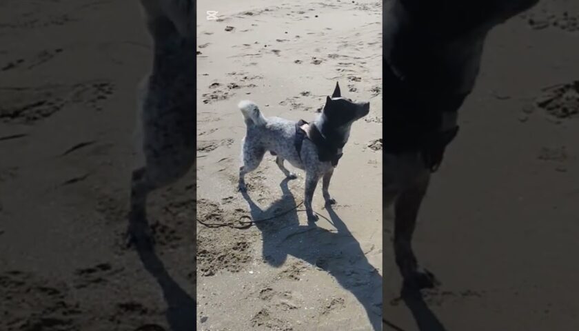 保護犬ふぅちゃん、砂浜で元気いっぱい！おねだりしながらクルリ、ピタッ！