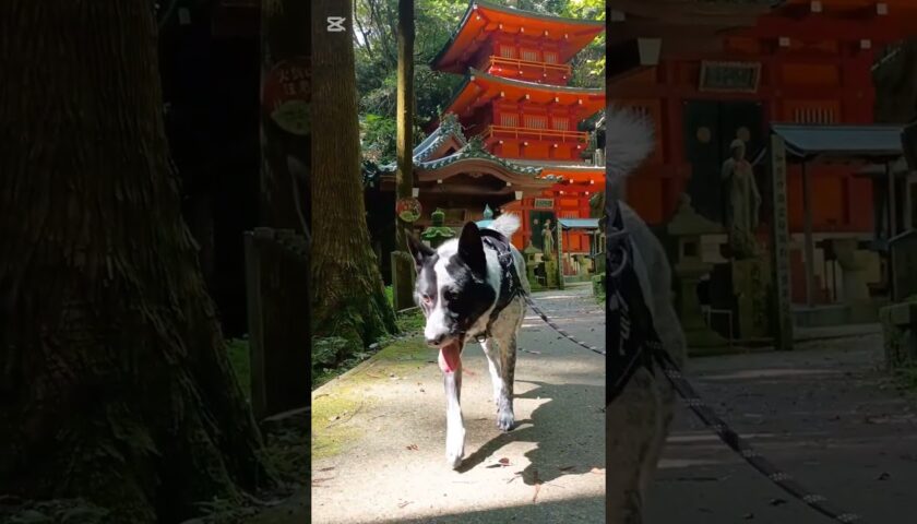 保護犬ふぅちゃん、朱色の五重塔が見えるお寺の参道をお散歩