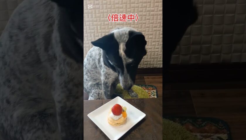 保護犬ふぅちゃん、小さなケーキをまるごとペロッと完食！倍速でお届け
